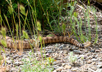 Southwestern Speckled Rattlesnake - Crotalus pyrrhus