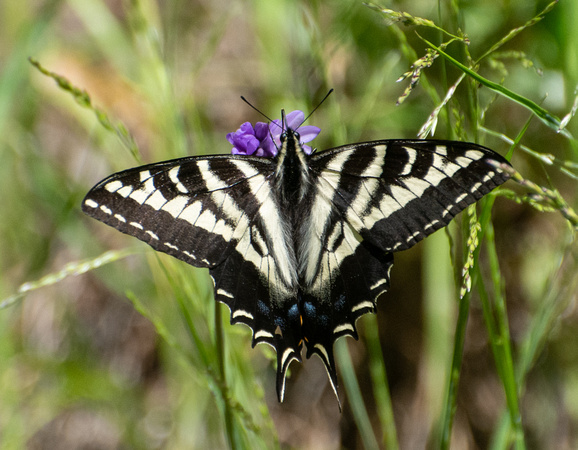 Pale swallowtail - Papilio eurymedon