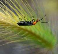 Soldier beetle - Podabrus sp.