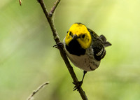 Hermit Warbler - Setophaga occidentalis