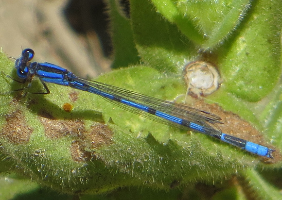 Bluet - Bluet - Enallagma civile