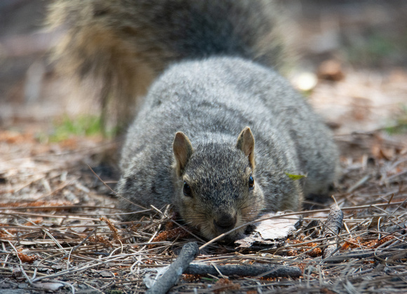 Eastern fox squirrel  - Sciurus niger
