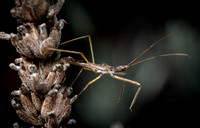 Four spurred assassin bug - Zelus tetracanthus