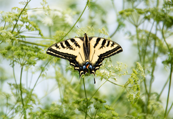 Western tiger swallowtail - Papilio rutulus