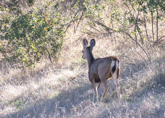 Mule Deer - Odocoileus hemionus