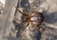 Orb weaver -Metazygia zilloides