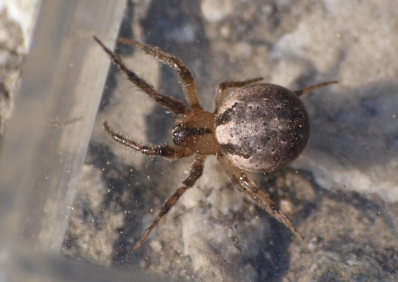 Orb weaver -Metazygia zilloides