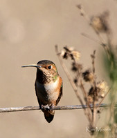 Allen's Hummingbird - Selasphorus sasin