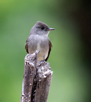 Western Wood-pewee - Contopus pertinex