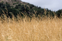 Purple Needle Grass - Nasella pulchra