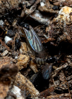 Dark-winged Fungus Gnat- Unidentified sp.