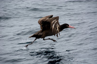 Short-tailed Albatross - Phoebastria albatrus