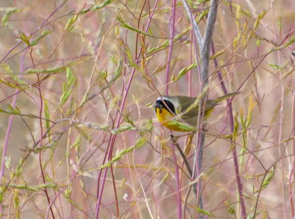 Common Yellowthroat - Geothlypis trichas
