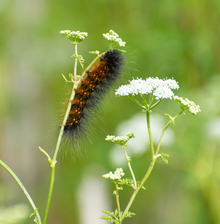 Salt marsh moth - Estigmene acrea