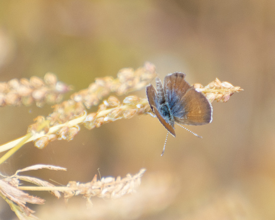 Western Pygmy-Blue - Brephidium exilis