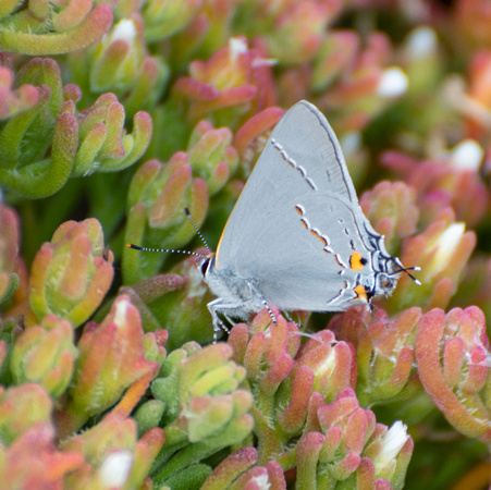 Gray hairstreak - Strymon melinus