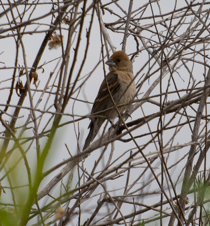 Blue Grosbeak - Passerina caerulea