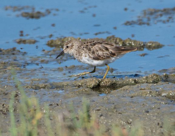 Least Sandpiper - Calidris minutilla