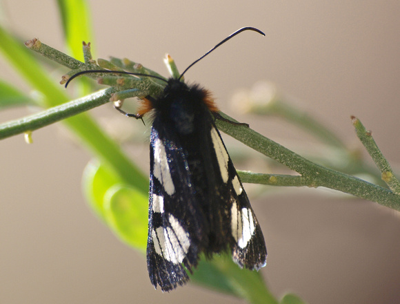 Riding's forester moth - Alypia ridingsii
