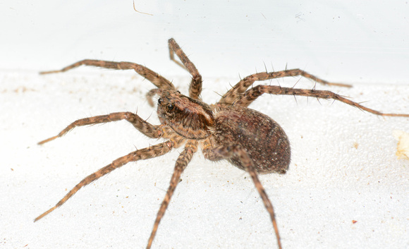 Wolf spider - Pardosa sp.