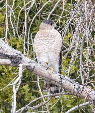 Cooper's Hawk - Astur cooperii