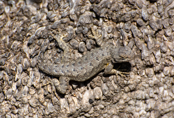Western Fence Lizard - Sceloporus occidentalis