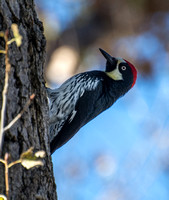 Acorn Woodpecker - Melanerpes formicivorus