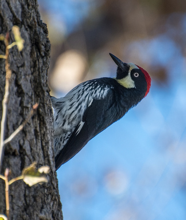 Acorn Woodpecker - Melanerpes formicivorus