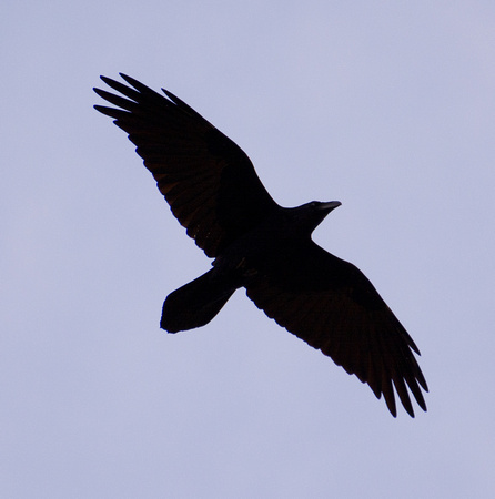 Common Raven - Corvus corax