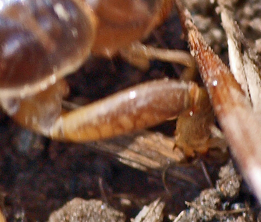 Fossorial: digging leg - Jerusalem cricket - Ammopelmatus sp.