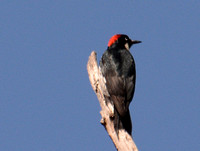 Acorn Woodpecker - Melanerpes formicivorus