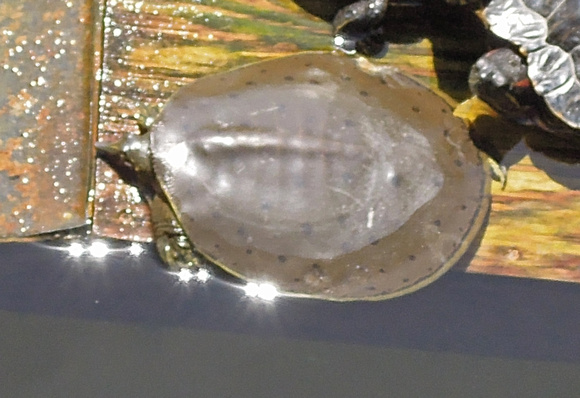 Softshelled turtle - Apalone sp.