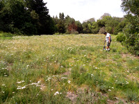 Restored Grassland Habitat May
