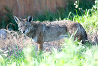 Coyote - Canis latrans