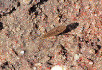 Crane fly - Unidentified sp.