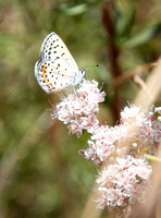 Acmon blue - Icaricia acmon