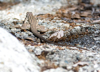 Tiger Whiptail - Aspidoscelis tigris