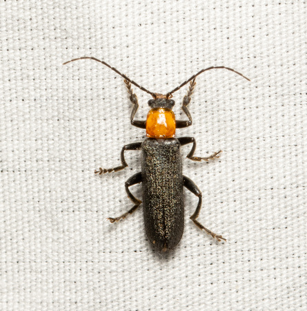 Soldier beetle - Cultellunguis ingenuus