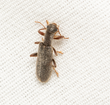 Checkered beetle - Cymatodera (pubescens?)