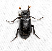 Black burying beetle - Nicrophorus nigrita