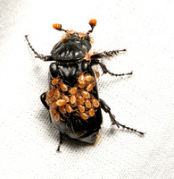 Black burying beetle - Nicrophorus nigrita
