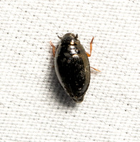 Whirligig beetle - Gyrinus sp.
