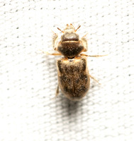 Variegated mud-loving beetle - Unidentified sp.