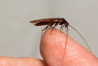 Western Wood Cockroach - Parcoblatta americana