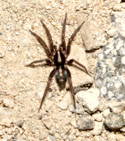 Western Parson Spider - Herpyllus propinquus