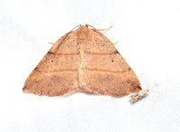 Geometer moth - Drepanulatrix bifilata