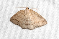 Geometer moth - Drepanulatrix secundaria