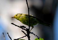 Yellow Warbler - Setophaga petechia