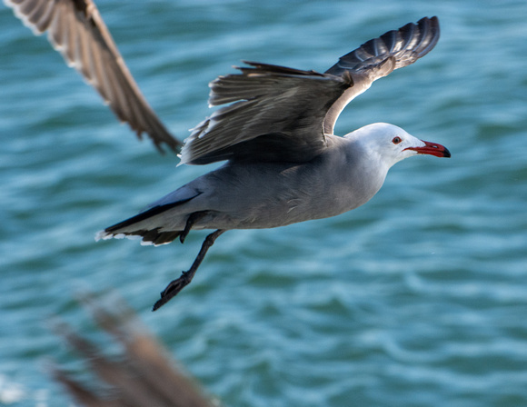 Heerman's Gull - Larus heermanni
