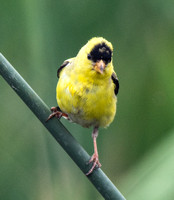 American Goldfinch - Carduelis tristis